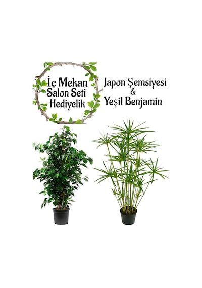 Japon Şemsiyesi 40-60 Cm 1 Adet Saksılı+ Yeşil Benjamin Bitkisi 1 Adet Saksılı