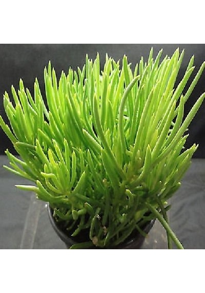 Etli Çalı Senecio Senecio Himalaya - Senecio Barbertonicus 5 Ad