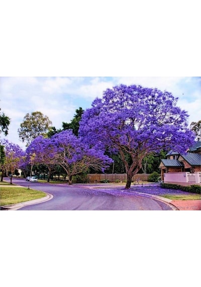 Nadir Jakaranda Ağacı Tohumu 50 Adet Tohum Jacaranda Mimosifolia