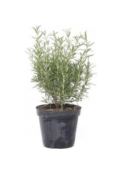 Rosemary Biberiye Fidanı 1 Adet 15-25 Cm Rosemary