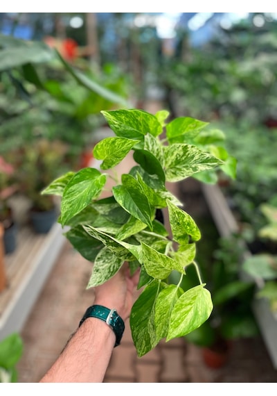 Epipremnum 'Snow Queen' (Salon Sarmaşığı) Ø12 CM Y15-20 CM