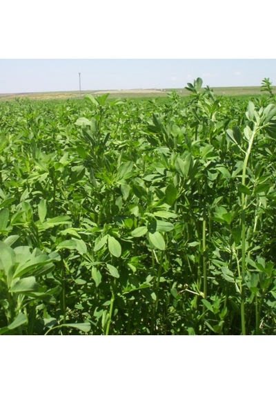 Yonca Tohumu Gea Yonca 1 KG İthal Yonca Tohumu Gea Yonca Tohumu
