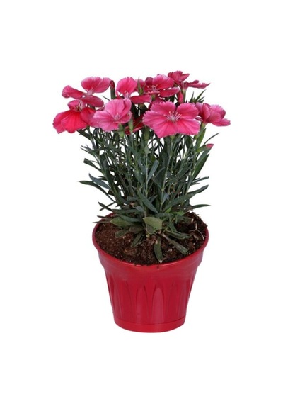 Çin Karanfili 1 Adet Saksılı 20-30 Cm Salon Bitkisi
