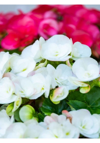 Videolu 1 Adet Kırmızı Begonya Çiçeği 25-35 Cm Saksılı Iç Mekan Bitkileri Begonia