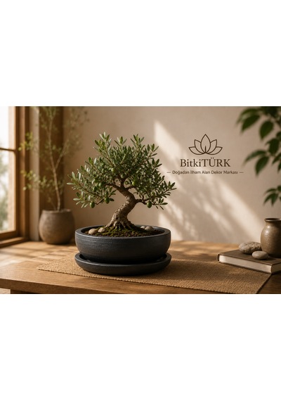 Dekoratif Beton Saksı Ve Altlık Seti 20 Cm El Yapımı Bonsai Saksısı Sukulent Saksısı İç Mekan Çiçek Saksısı -