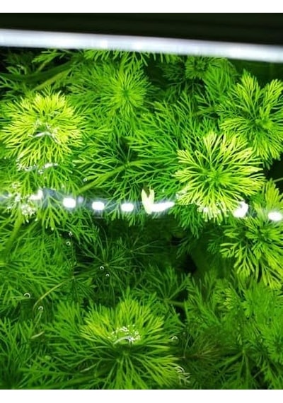 Limpnophila Sessiliflora 5 Dal Kusursuz Akvaryum Bitkisi Canlı Bitki