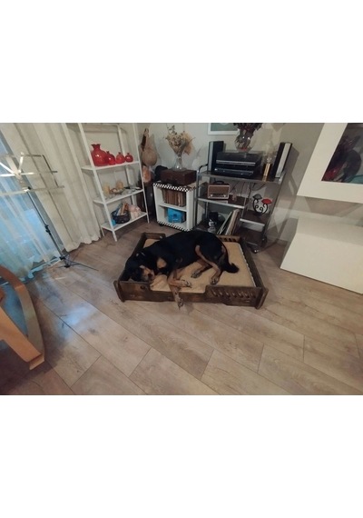 Köpek Yatağı 70 100 Cm Bilboa Rahat Ve Yıkanabilir Minder Yatak Dahil
