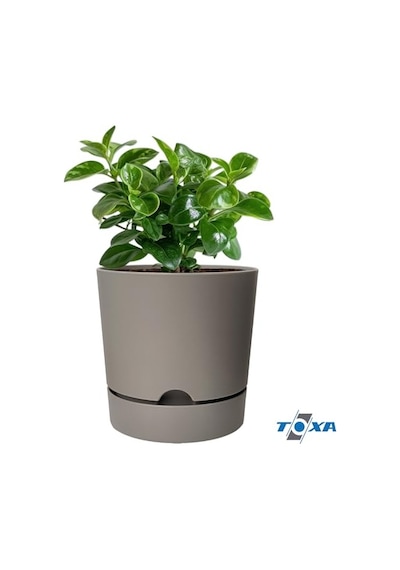 Begonya Saksı Tabaklı Drenajlı Mat Plastik Çiçek Saksısı 1 Adet, 9 Litre, 25cm, Bej