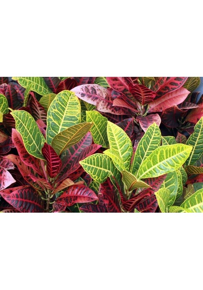 Kraton Croton Petra 20-30 Cm 3 Adet