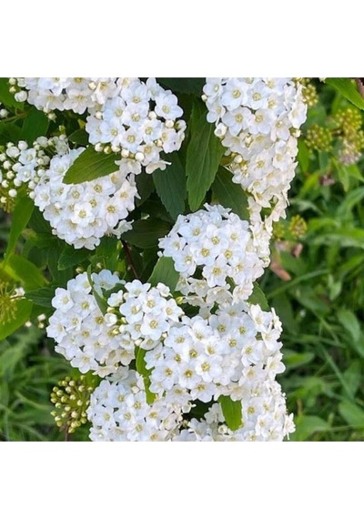 Videolu Keçi Sakalı Ağacı Fidanı 30-90 Cm Saksılı Çiçekli Bodur Bitkiler Spirea