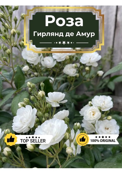 Dream Roses Gül Fidanı Girland De Amou 149507524