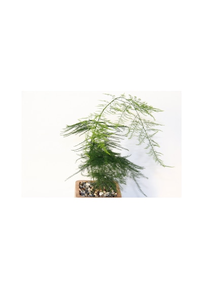 Asparagus Tül Kuşkonmaz Bronz Saksıda 2 Adet