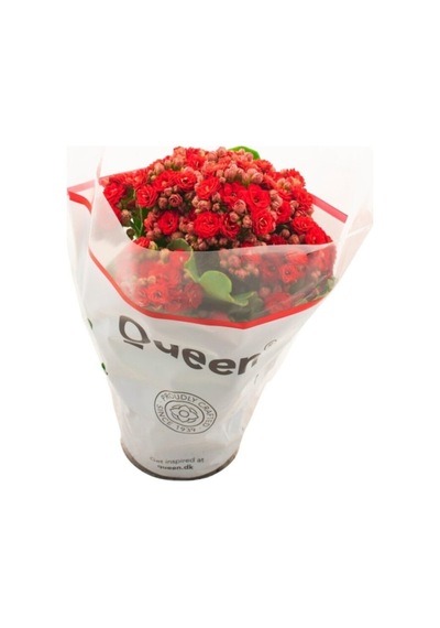 Kalanşo Çiçeği Kalanchoe Emel Hanım Çiçeği Kırmızı Renk