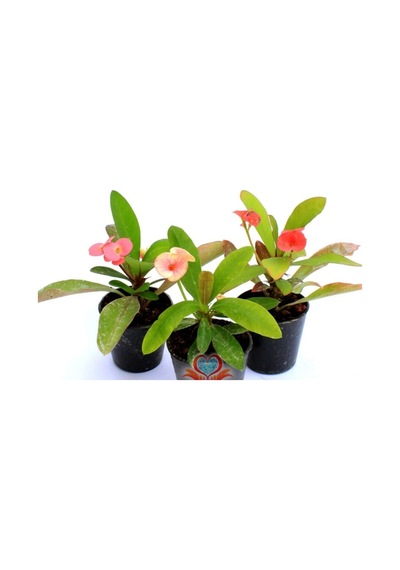 Videolu 3'lü Pembe Renk Dikenler Tacı Çiçeği 10-20 Cm Tüplü Çiçekli Bodur Bitkler Euphorbia Milii
