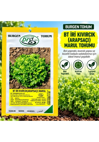 Bürgen Tohum Bt İri Kıvırcık Arapsaçı Marul Tohumu 10 Gr