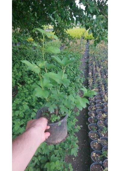 Çınar Kartopu Çiçeği Beyaz Renkli 30 60 Cm 1 Adet Tüplü Dış Mekan Bitkisi Viburnum Plicatum