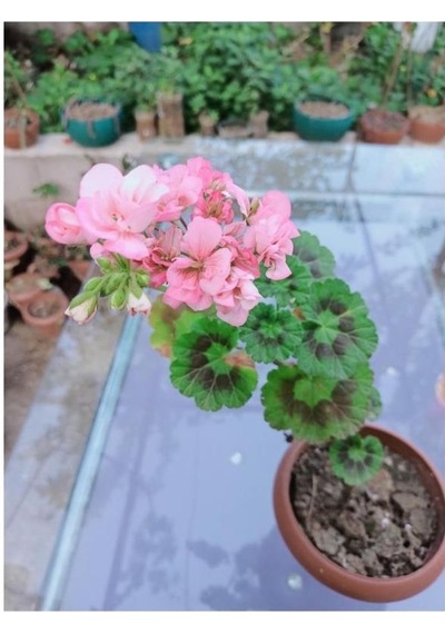 Toz Pembe Sardunya Çiçeği Fidesi 10-20 Cm