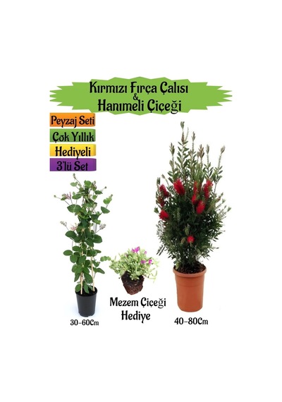 Kırmızı Fırça Çalısı+kokulu Hanıme Çiçeği+ Mezem Çiçeği Peyzaj Seti