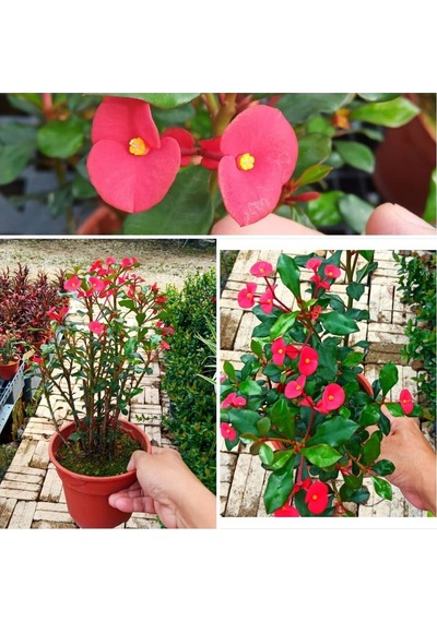 Videolu Dikensiz Dikenler Tacı Özel Tür Büyük Boy 35 60 Cm Saksılı Euphorbia