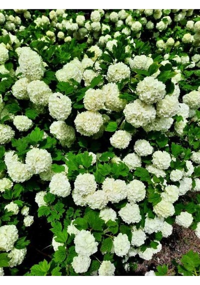 Çınar Kartopu Çiçeği Beyaz Renkli 30 60 Cm 1 Adet Tüplü Dış Mekan Bitkisi Viburnum Plicatum