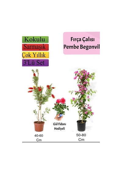 Fırça Çalısı+ Pembe Begonvil+ Gül Fidanı Hediyeli