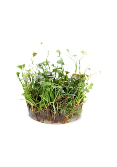 Marsilea Hirsuta In Vitro Canlı Bitki