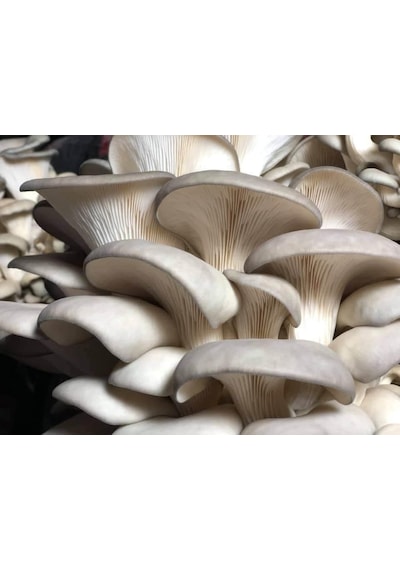 1 KG İstiridye Mantarı Tohumu Miseli