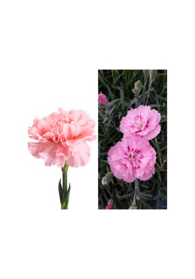 Videolu 1 Adet Pembe Renk Karanfil Çiçeği 15-25 Cm Saksılı Çiçekli Bodur Bitikier Pink Dianthus