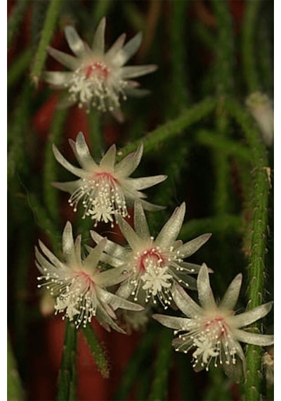Rhipsalis Pilocarpa | Askılı Saksıda