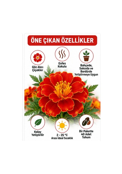 Sunagri Karagöz Kadife Çiçeği Tohumu Saksı Bahçe Bordür Yetiştiriciliğine Uygun 40 Adet
