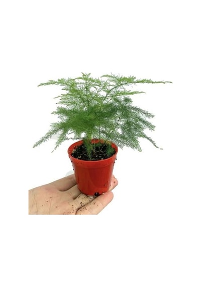 Beyaz Mandevilla Çiçeği 1 Adet Saksılı+ Tül Kuşkonmaz Çiçeği