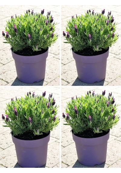 Lavanta Angustifolia Fidanı 25 30 Cm 30 Adet Saksılı/tüplü Lavanta Fidesi Lavender Flower
