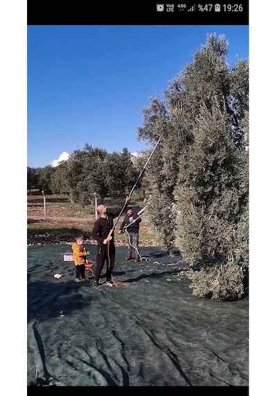 Olea Akülü Zeytin,badem,ceviz Silkeleme Hasat Makinası Devir Ayarlı Yerli Üretimdir.
