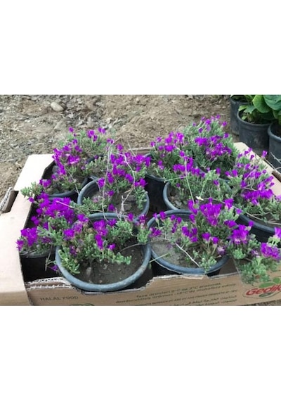 Acem Halısı Çiçeği 10-20 Cm