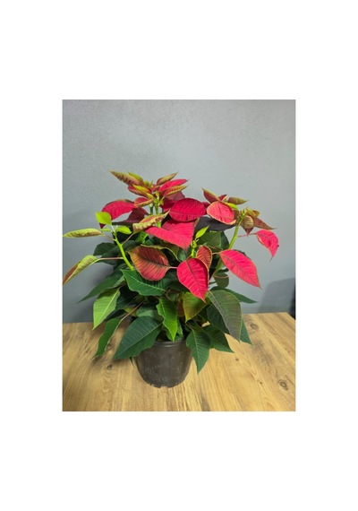 Atatürk Çiçeği Ponsetia Q17 Cm Saksı 40-50 Cm Boy - 914249334