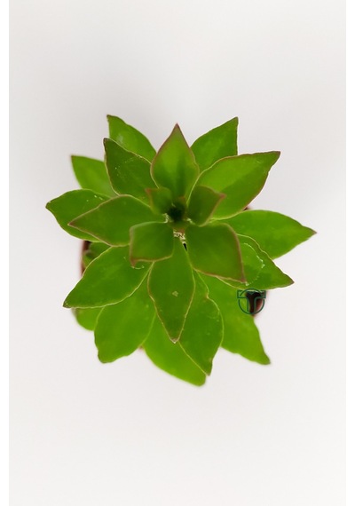 Pereskiopsis Spathulata Aşı Kök Bitkisi Sarı Çiçek Veren Kaktüs 5.5 CM