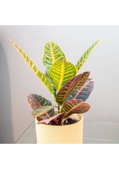 Kraton Croton Petra 20-30 Cm 3 Adet