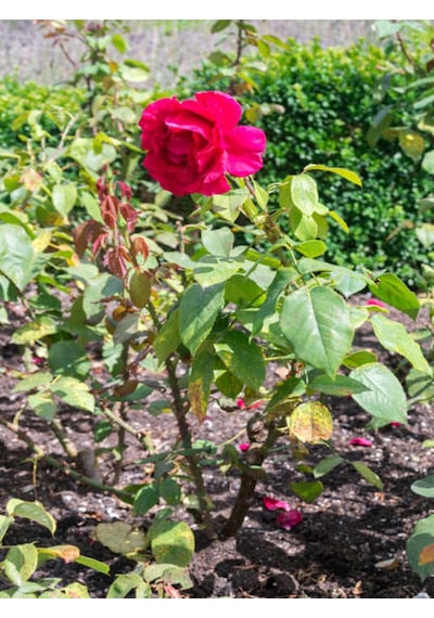 Videolu Yediveren Kırmızı Renkli Yoğun Kokulu 50 70 Cm 1 Adet Saksılı Aşılı Gül Red Rose