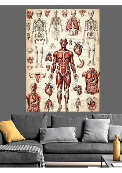 İnsan Anatomisi Ve İskelet Çizimi Dekoratif Kanvas - Mdf Ahşap Tablo