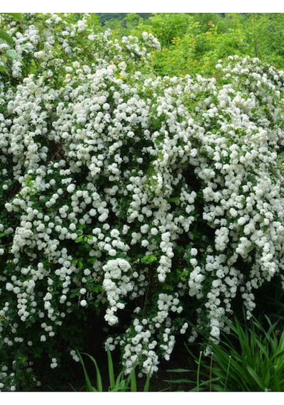 Beyaz Ispirya Çiçeği Fidan 3 Adet Saksılı/ Tüplü 50-70 Cm Bahçe Bitkisi Spirea