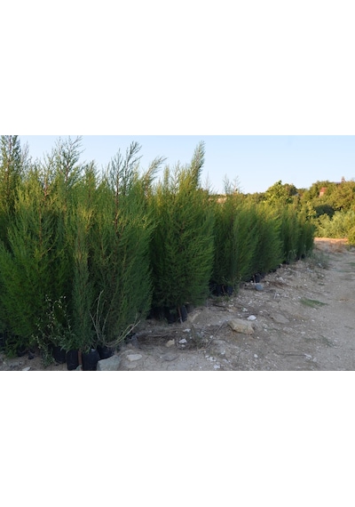2 Adet Tüplü Kara Selvi Fidanı 80-110 Cm