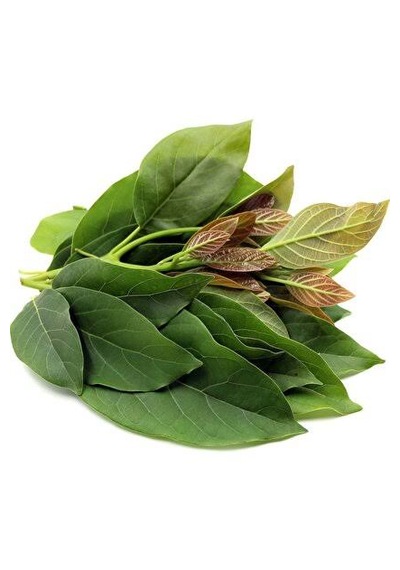 Avokado Yaprağı Günlük Taze 500gr