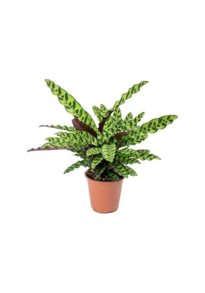 Calathea Lancifolia 'rattlesnake' Dua Çiçeği Kaladya 10-20 Cm