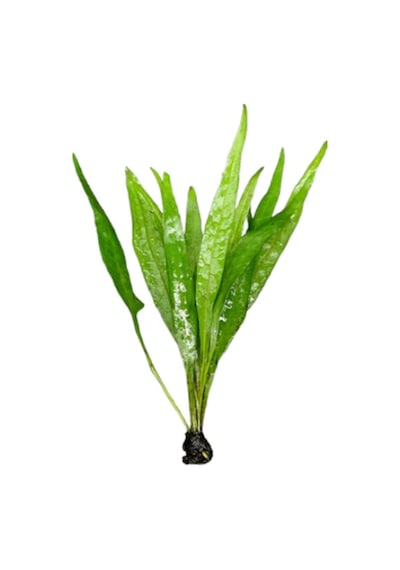 Akvaryum Canlı Bitki 1 Kök Java Fern Microsorum Pteropus