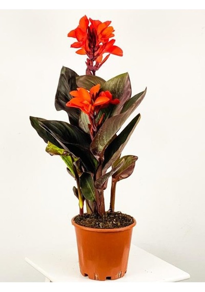Canna Indicazamabağı Fidanı 10-20 Cm Kırmızı