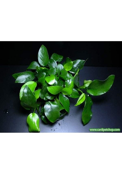 Anubias Barteri Var. Nana 1 Ad 4-5 Yaprak