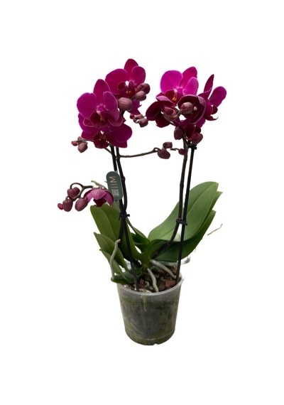 Phalaenopsis 'Morelia' (Fuşya Orkide) Ø12 CM Y45-50 CM