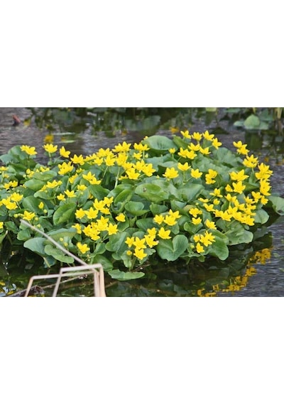 Özel Bodur Yellow Beauty Kadife Çiçeği Tohumu 20 Tohum