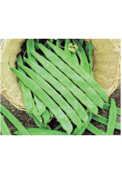Fasulye Helga Tohumu - Aksel 10 Gr