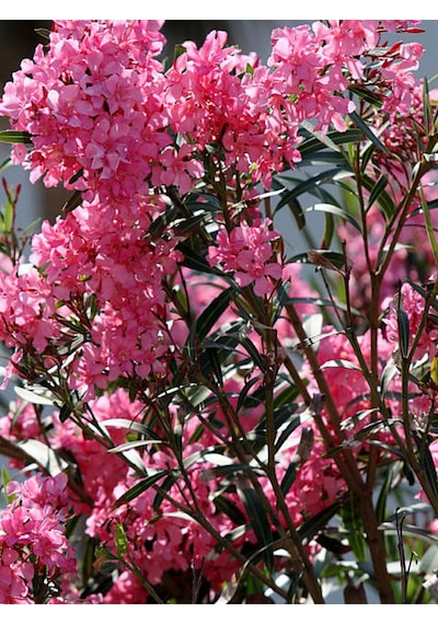 Videolu Zakkum Fidanı Pembe Renkli 10-15 Cm Tüplü 1 Adet Dış Mekan Bitkisi Pink Oleander